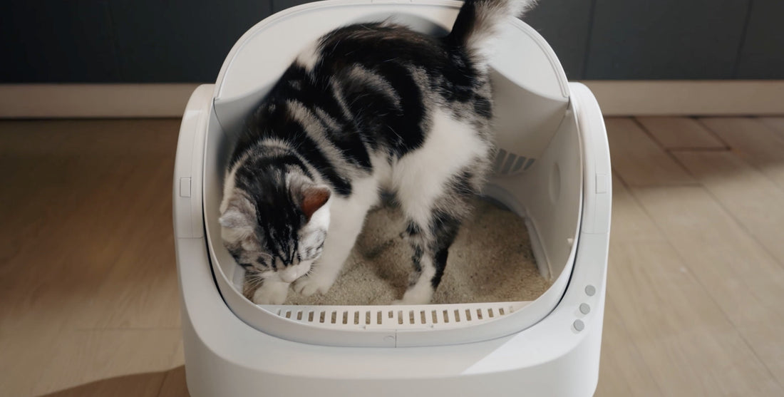 AutoScooper: The Best Automatic Cat Litter Box for a Cleaner Home