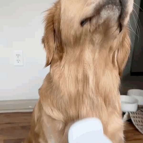Pet grooming vacuum with brush, clipper, and cleaning attachments